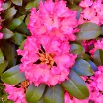 Prenzlauer Berg, Cozy Ground Floor Lägenhet Berlin