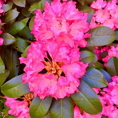 Prenzlauer Berg, Cozy Ground Floor Lejlighed Berlin